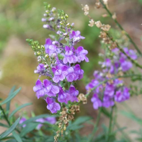 clusters of small, dark and light purple flowers in spike-shape with green stems and green leaves