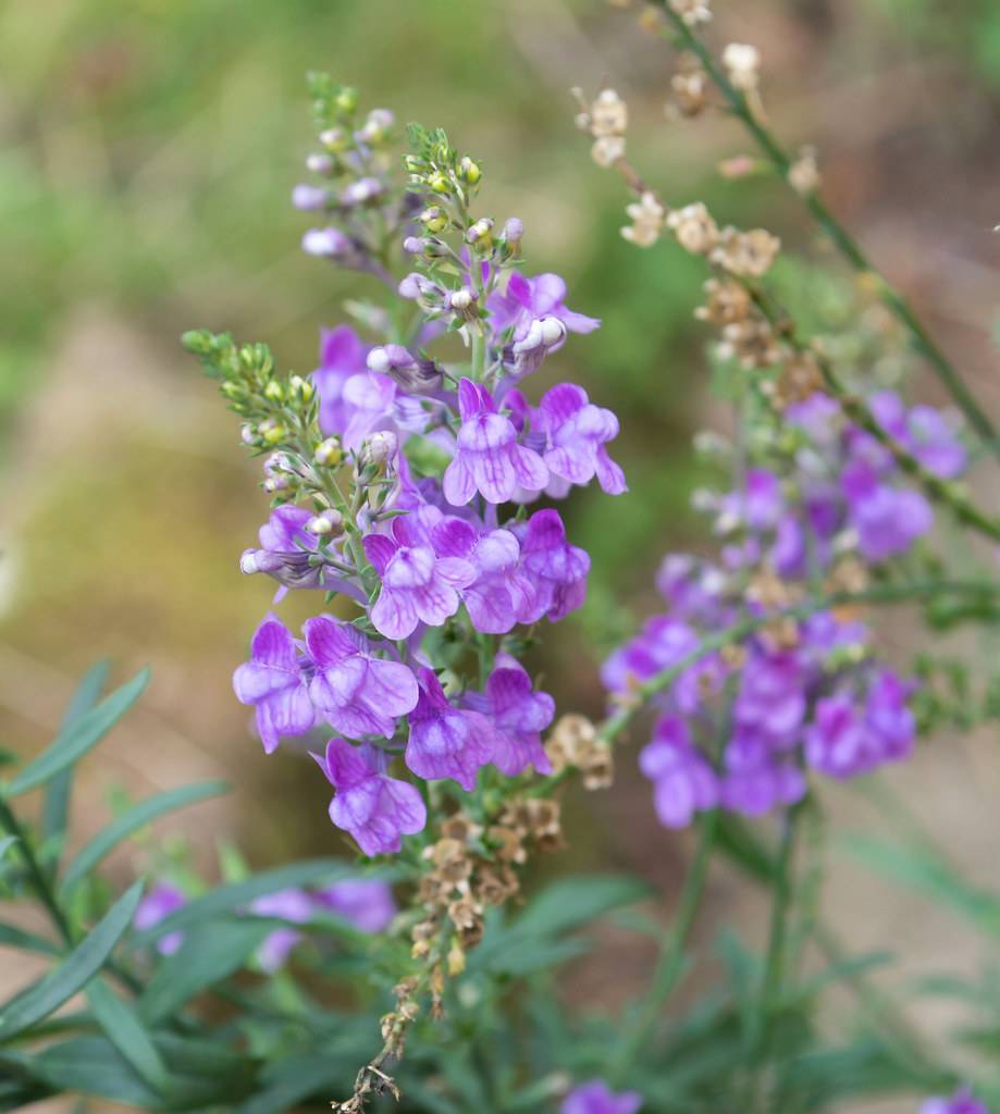 clusters of small, dark and light purple  flowers in spike-shape with green stems and green leaves