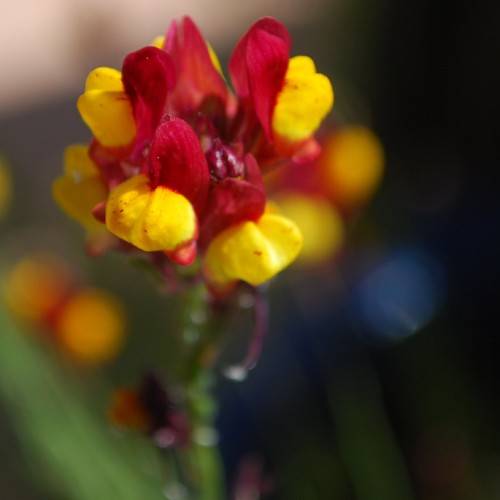 deep red-yellow flower with green stem