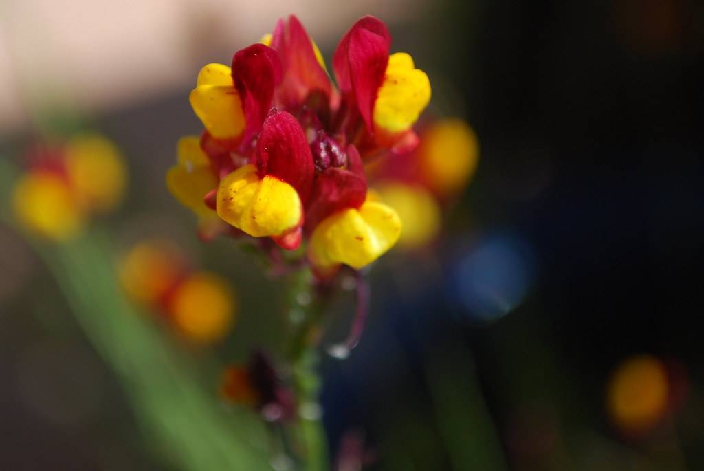 deep red-yellow flower with green stem