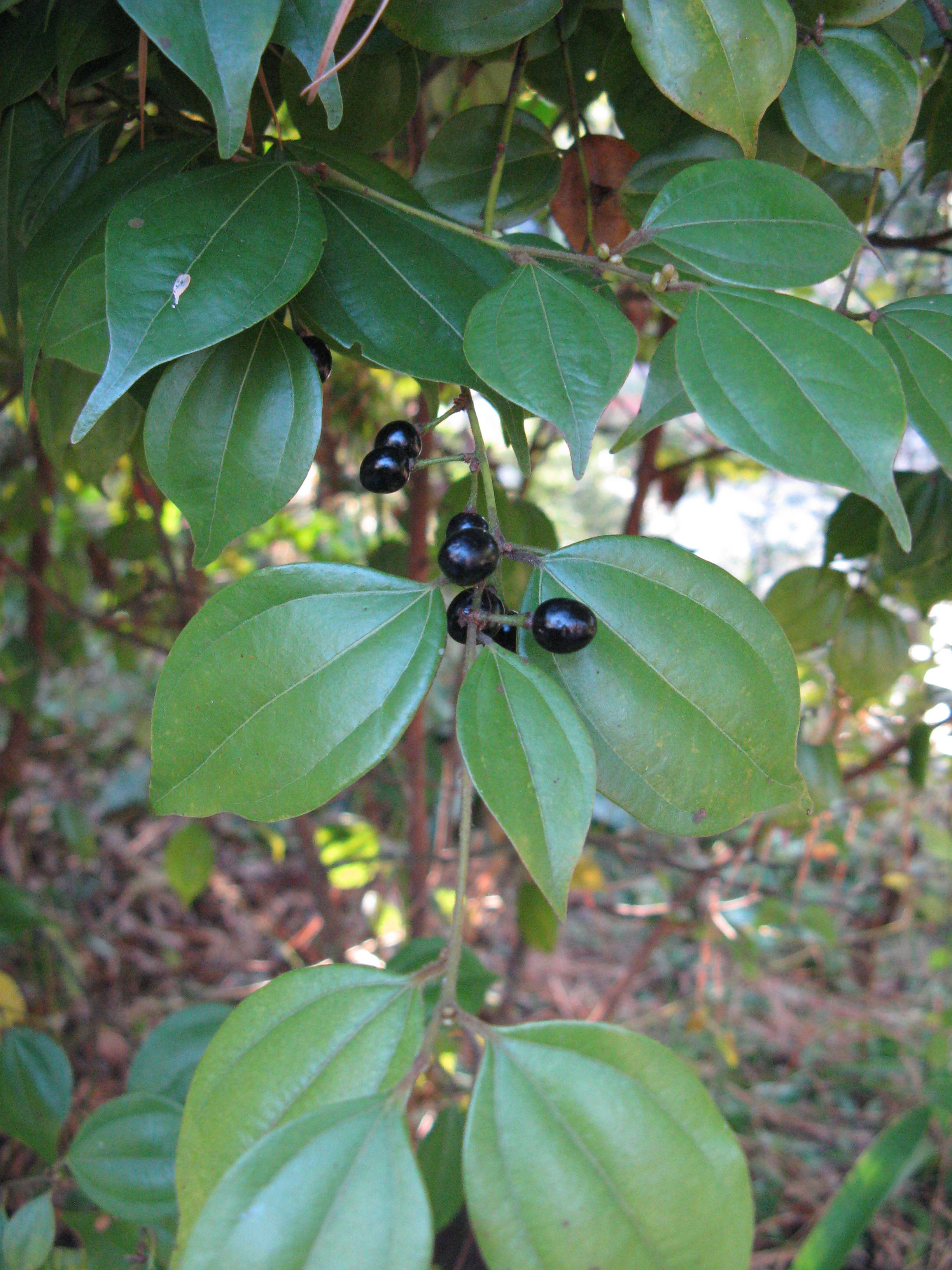 Black fruit, green petiole, stems, leaves, brown branch. yellow midrib and veins.
