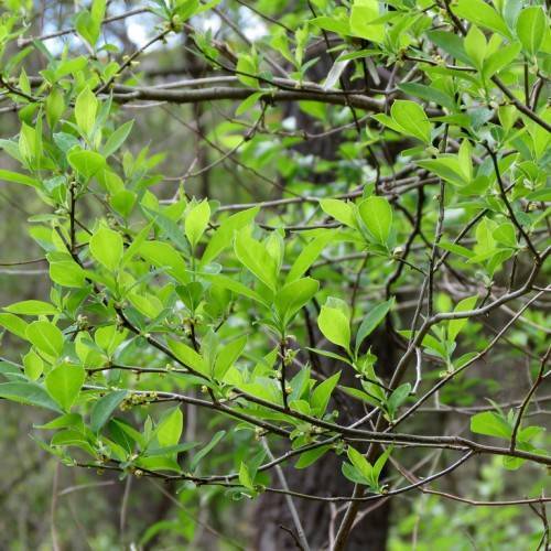 green bush with gray-black stems, small, green leaves with smooth margins