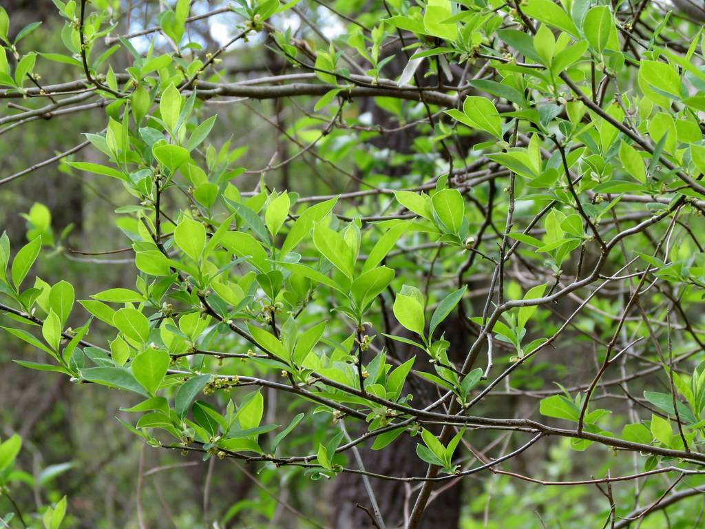 green bush with gray-black stems, small, green leaves with smooth margins