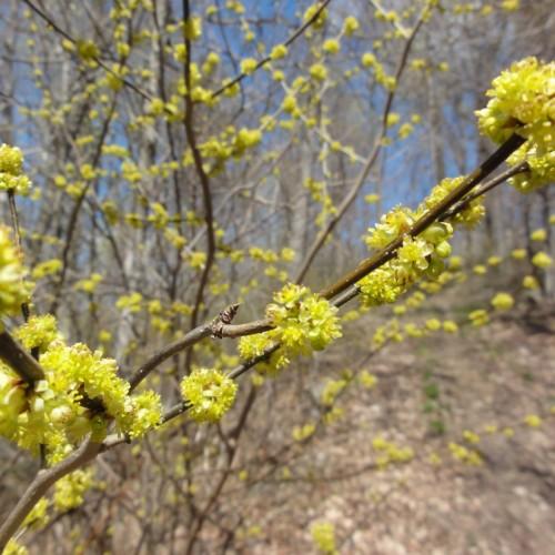 Yellow flowers with buds and brown branches.