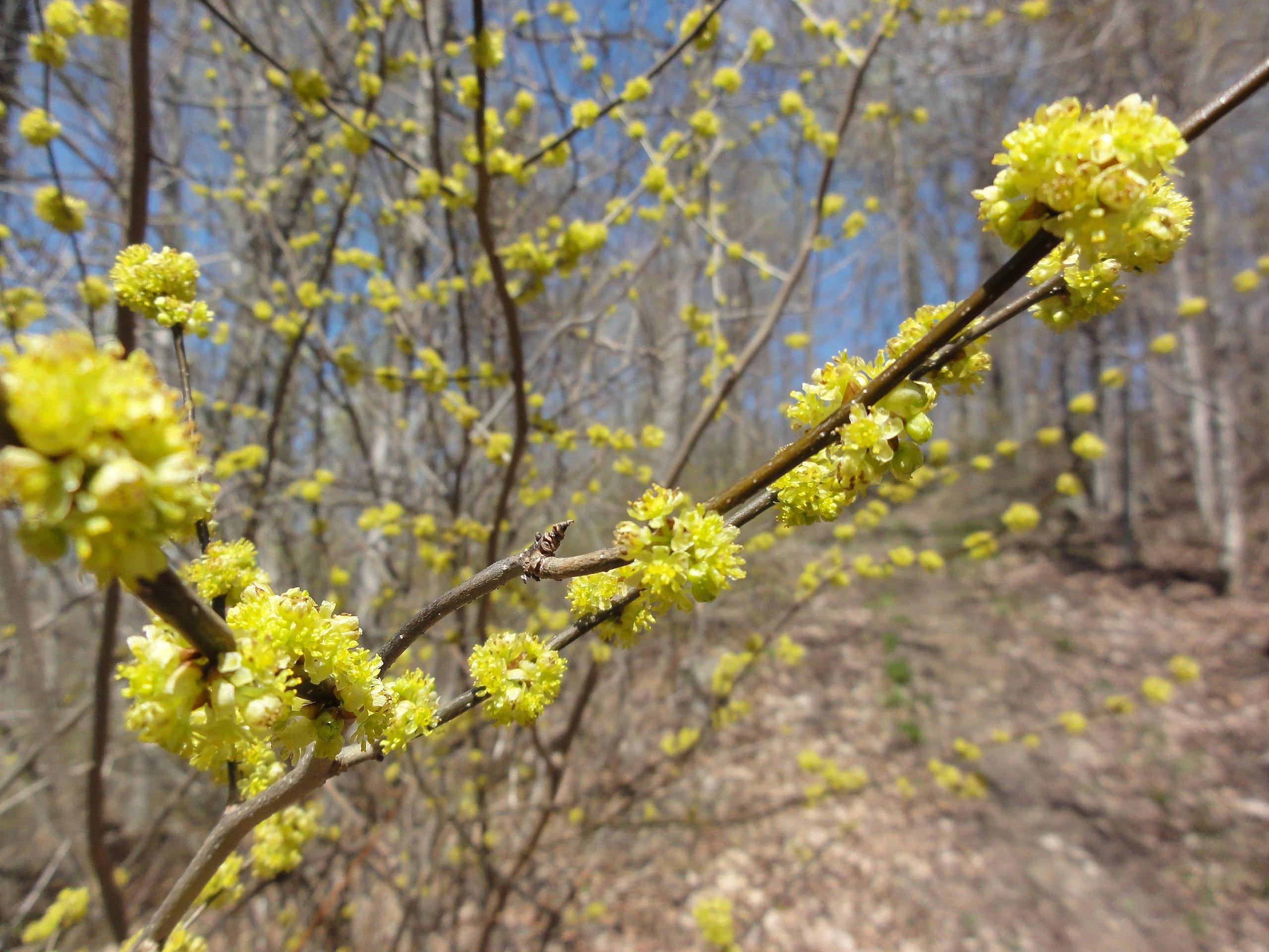 Yellow flowers with buds and brown branches.