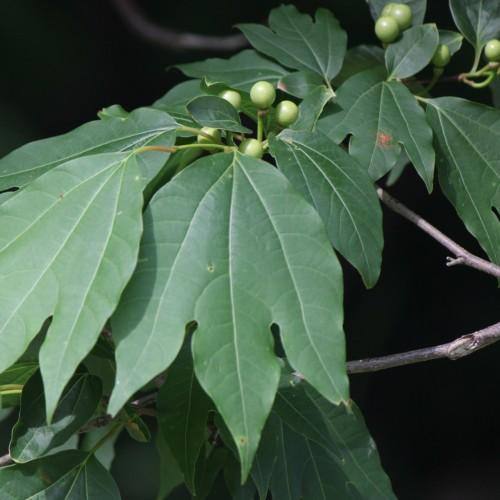 Lime-green fruit with petiole, stems, gray-brown branch, green leaves, yellow midrib and veins.