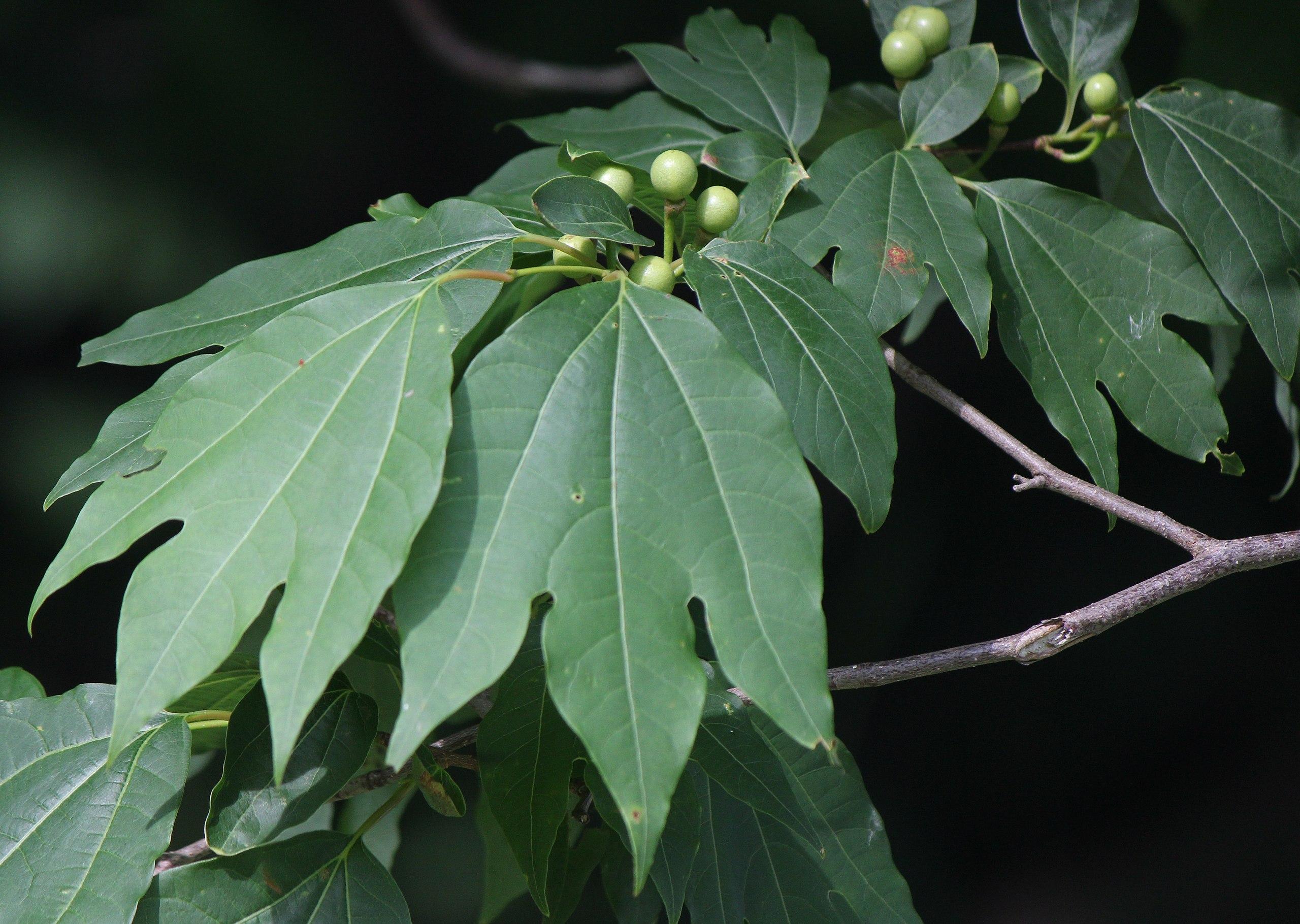 Lime-green fruit with petiole, stems, gray-brown branch, green leaves, yellow midrib and veins.