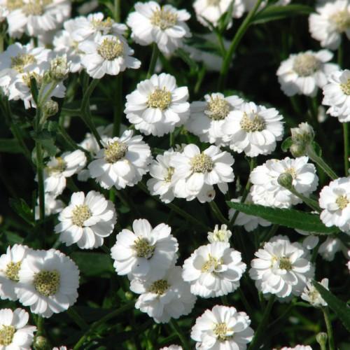 white flowers with beige-yellow center, dark-green leaves and stems