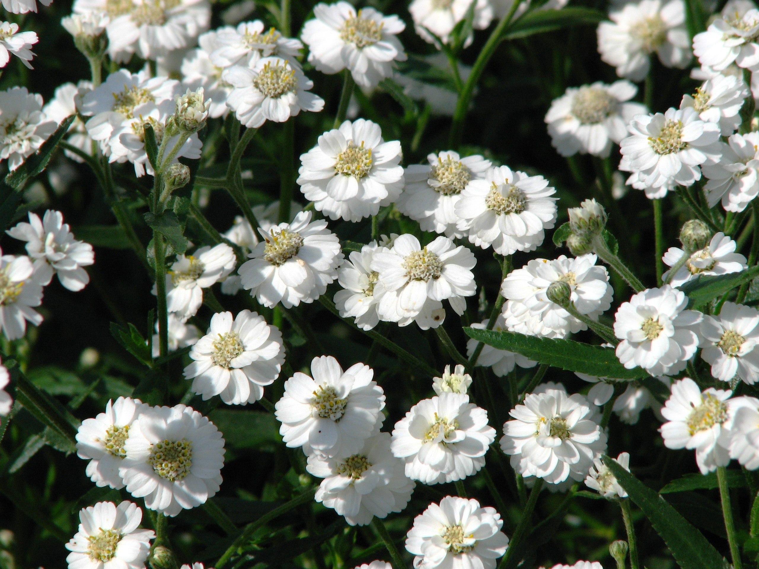 white flowers with beige-yellow center, dark-green leaves and stems
