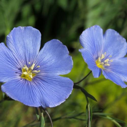 blue flowers with yellow centers, white stamens, green stems, and leaves
