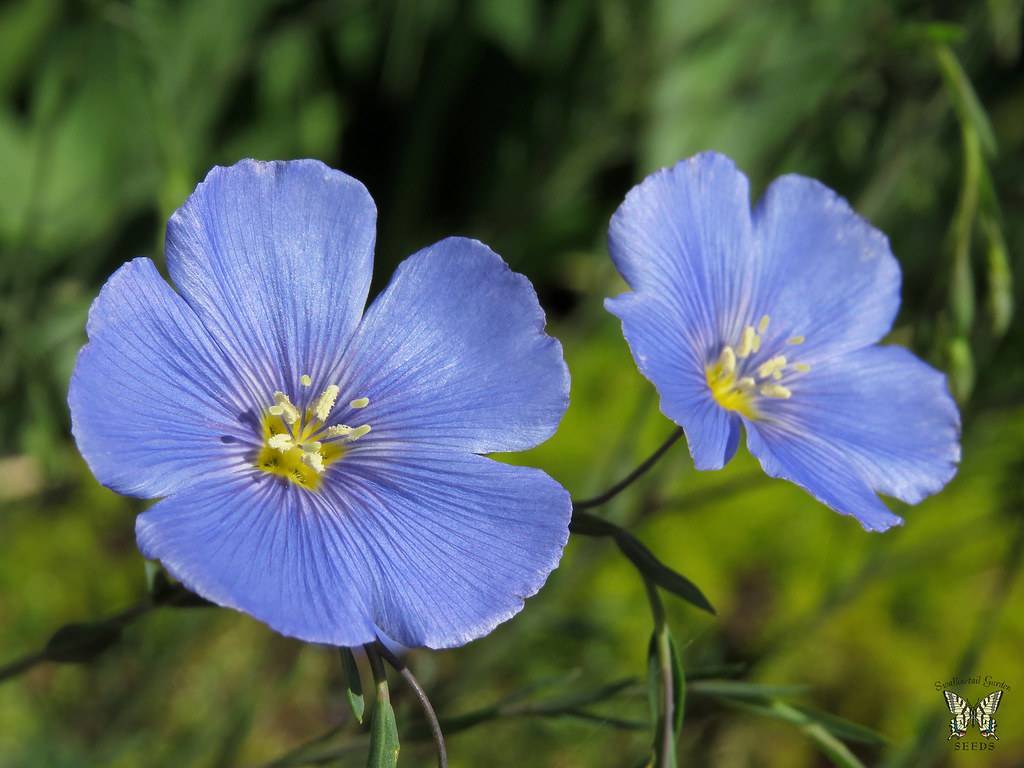 blue flowers with yellow centers, white stamens, green stems, and leaves
