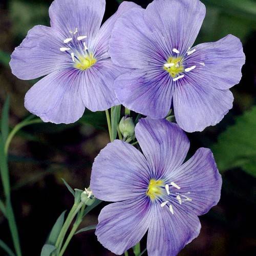 purple-blue flowers with yellow centers, white stamens, purple veins, green stems, and buds
