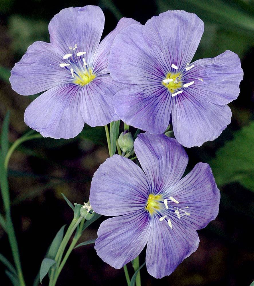 purple-blue flowers with yellow centers, white stamens, purple veins, green stems, and buds
