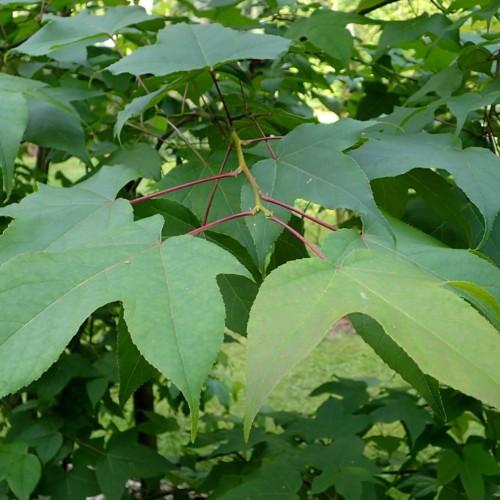 Green leaves with burgundy petiole, burgundy-green stems, yellow midrib and veins.