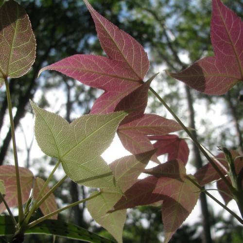 palmately lobed, burgundy-green leaves with creamy-green stems