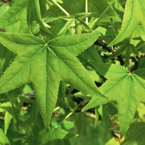 Green leaves with lime petiole and brown stem, yellow midrib, veins and blades.