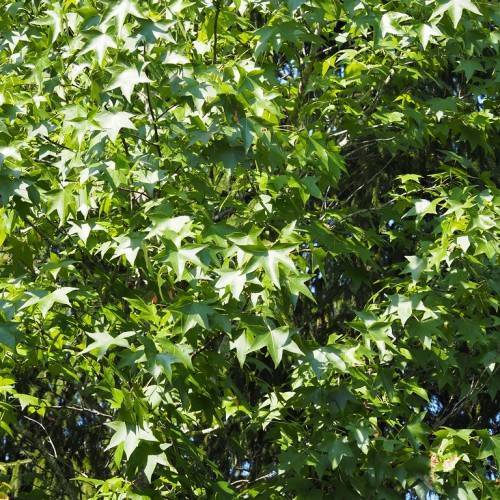 palmately lobed, green leaves with brown stems and brown trunk