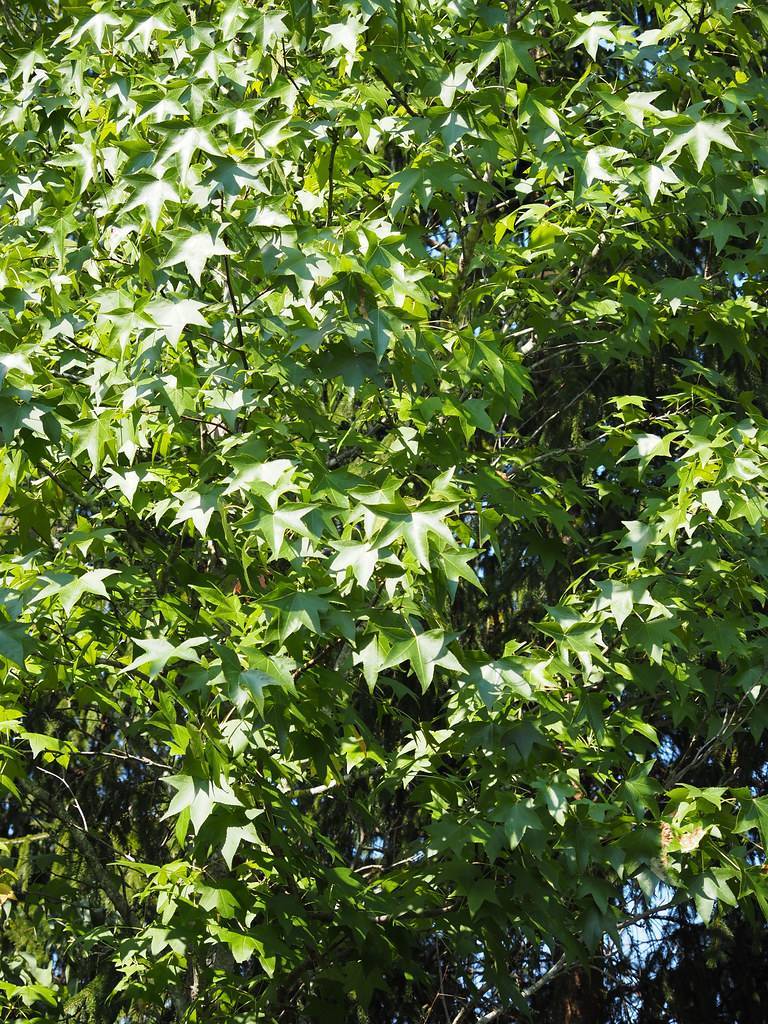  palmately lobed, green leaves with brown stems and brown trunk