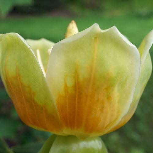 off-white-orange tulip-like flower