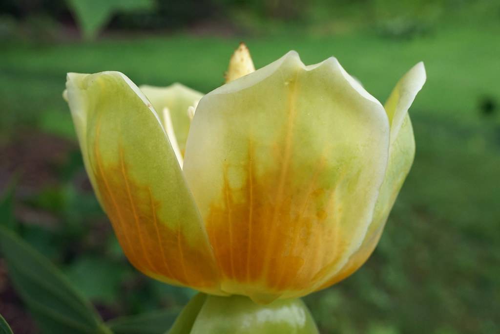 off-white-orange tulip-like flower
