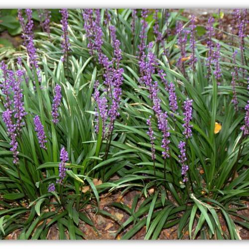 vibrant purple, dense, spikes-like flowers with long, arching, dark green leaves, and violet stems