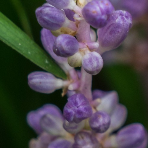 Lavender-white buds, with pedicel and green leaves.