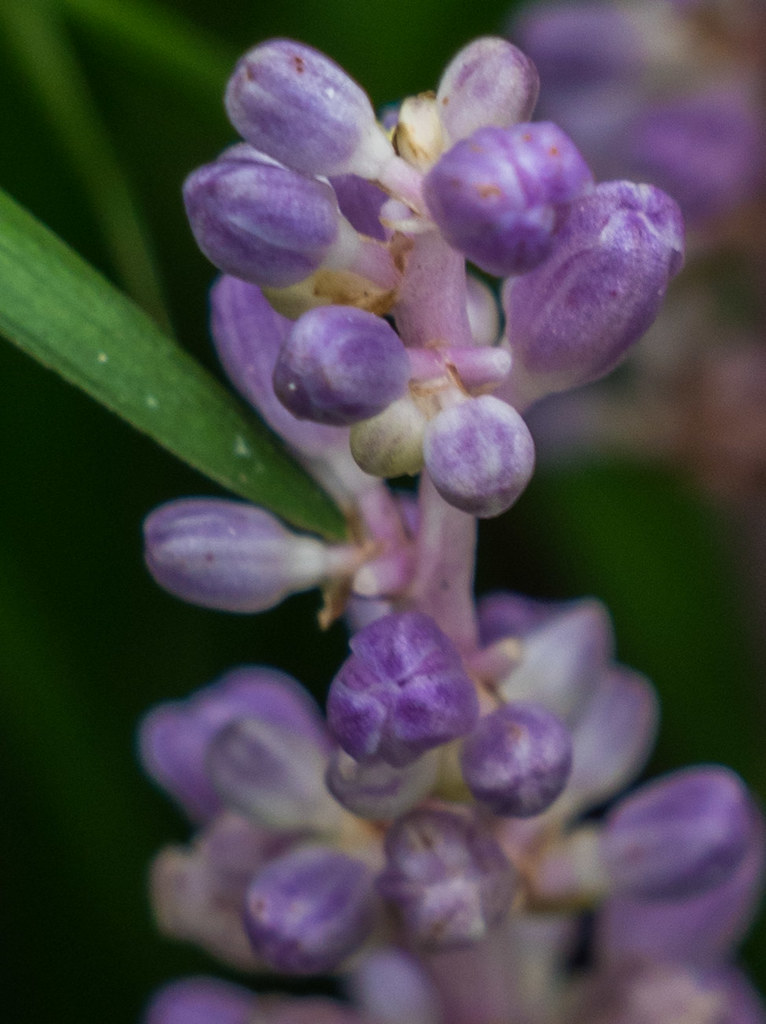 dense cluster of small, purple buds along purple-white stem with green leaves