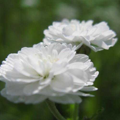 Delicate white flowers, growing over green stems.