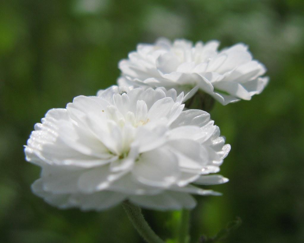 Delicate white flowers, growing over green stems.
