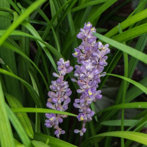 Lavender-white flowers with buds, yellow anthers, lavender-white stems and green leaves.