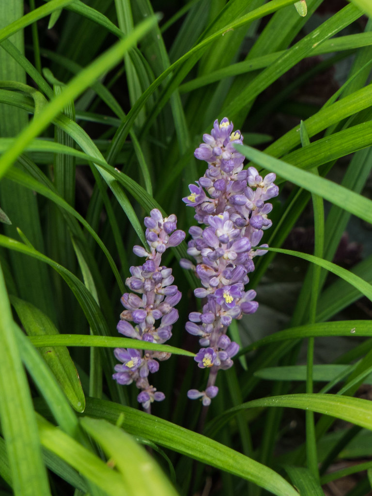 purple dense, spike-like flowers with long, green, narrow leaves with green stem