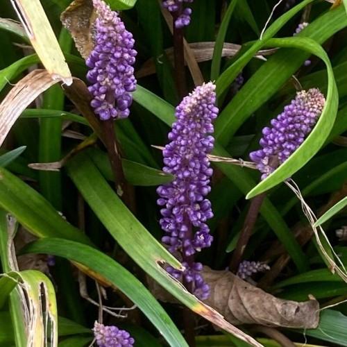 Lavender flowers with brown stems and green leaves.