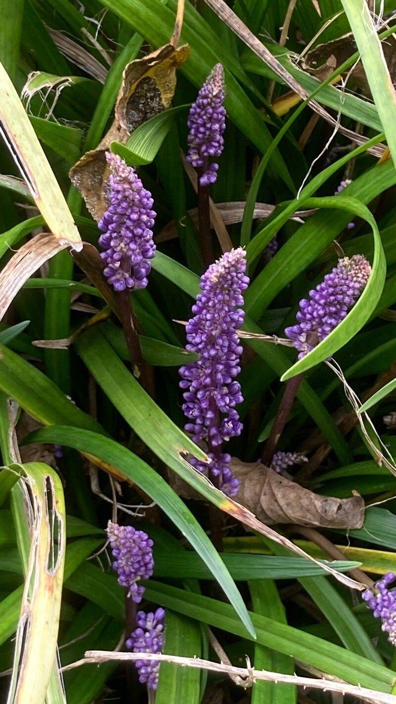 Lavender flowers with brown stems and green leaves.