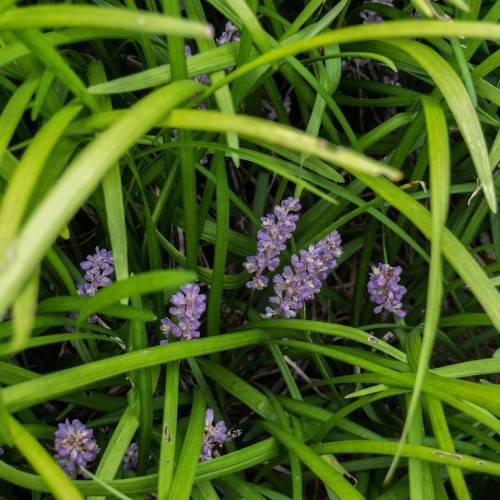 purple, spike-like flowers with long, green, grass-like leaves with green stem