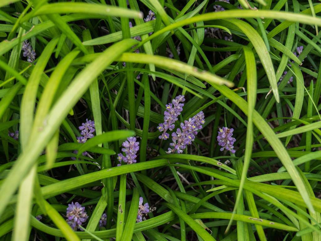 purple, spike-like flowers with long, green, grass-like leaves with green stem