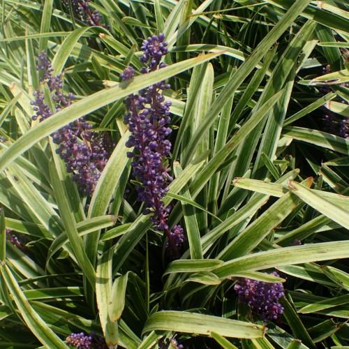 Violet flowers with brown purple stems yellow blades and green-yellow leaves.