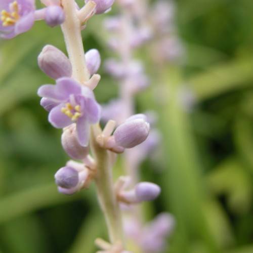 small, purple flowers with yellow stamens, purple buds with creamy-coral stem