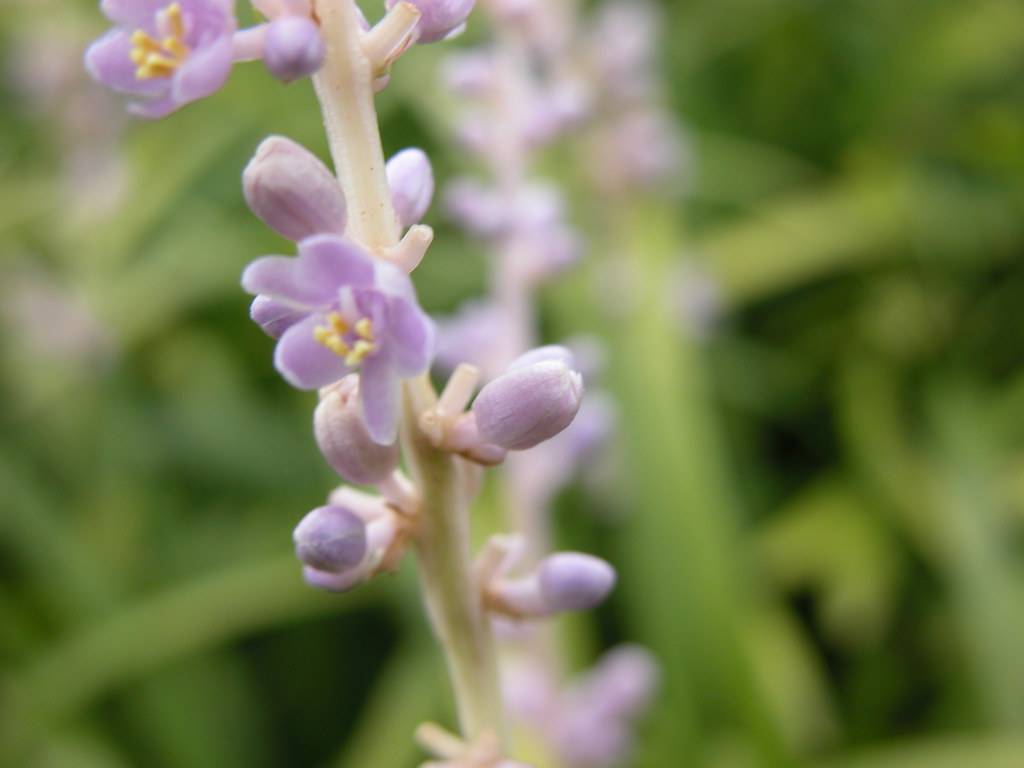 small, purple flowers with yellow stamens, purple buds with creamy-coral stem