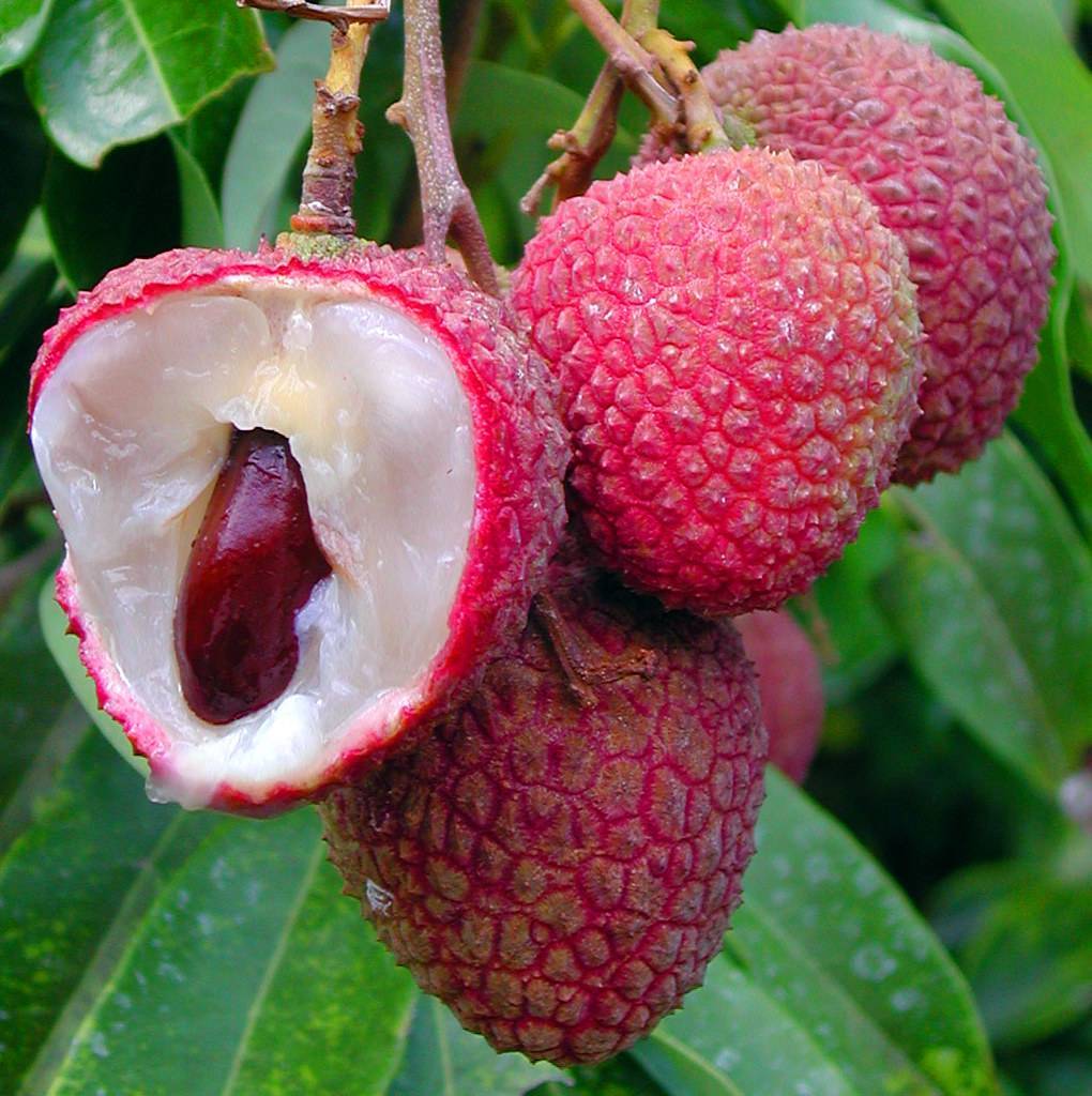 pink, fleshy fruit with reddish-brown seed,  brown stems, green leaves
