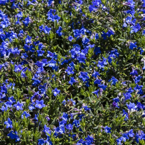 Blue flower with white center, indigo-white buds and green leaves.