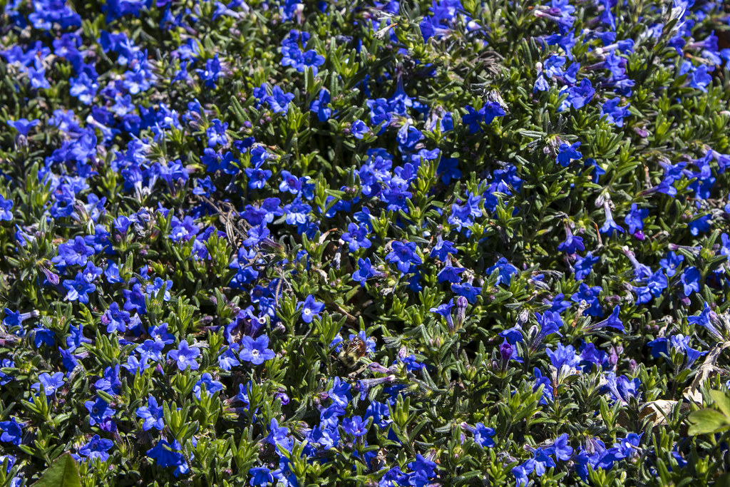vibrant blue, trumpet-shaped flowers with dense, green leaves