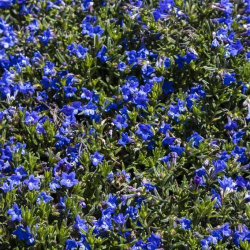 vibrant blue, trumpet-shaped flowers with dense, green leaves