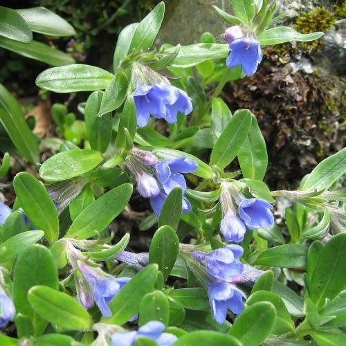 light blue, cup-shaped flowers with purple-gray sepals and green, oblong leaves with green stem