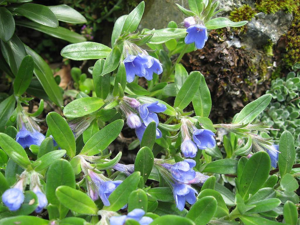 light blue, cup-shaped flowers with purple-gray sepals and green, oblong leaves with green stem