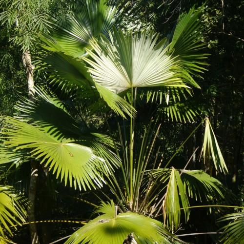 Green leaves wth green stems.