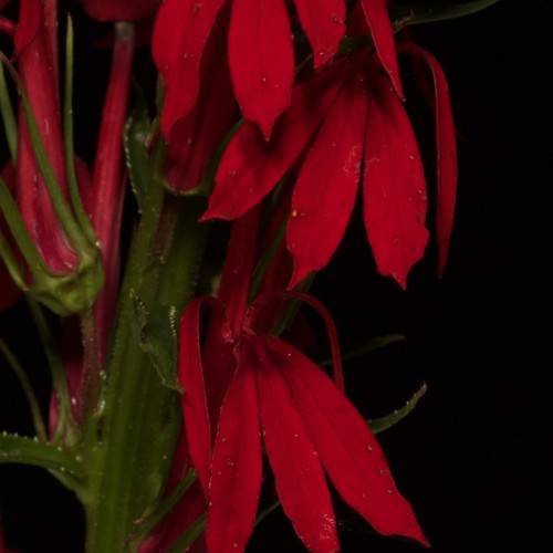 deep red flowers with green sepals and stems
