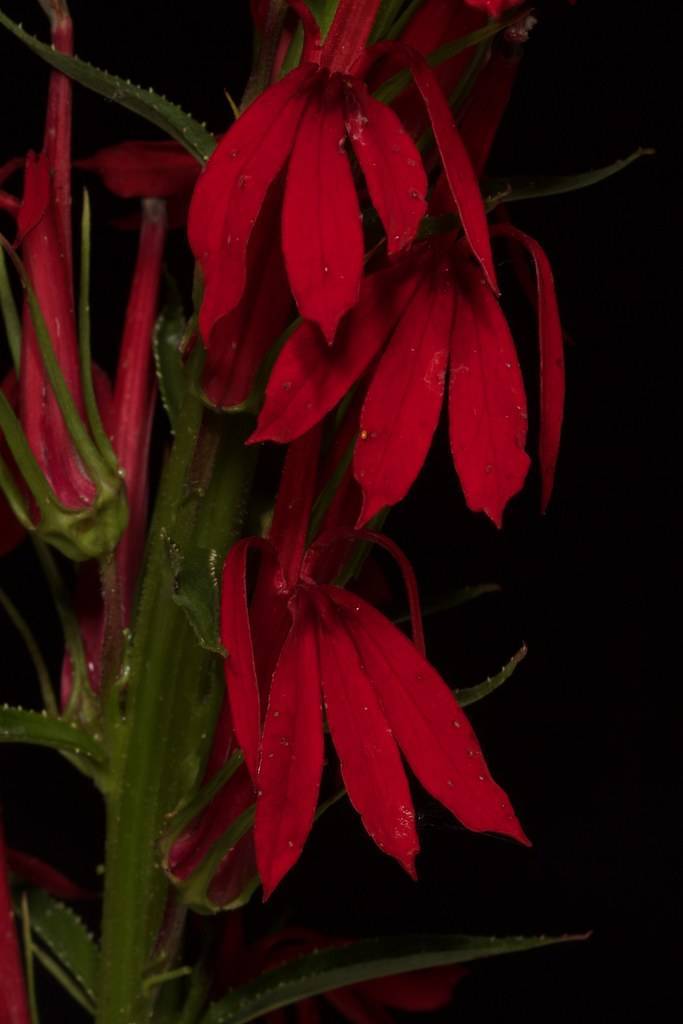 deep red flowers with green sepals and stems
