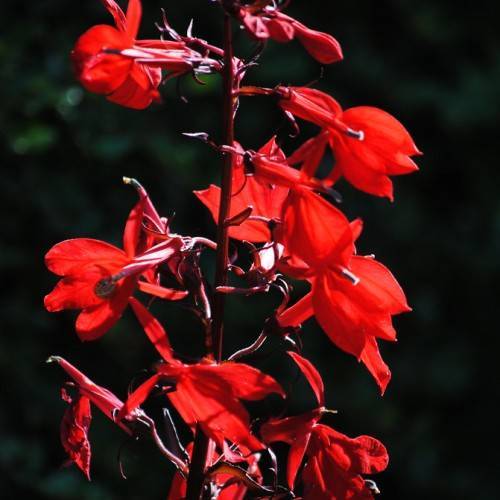 Red flowers with deep maroon sepals and stems