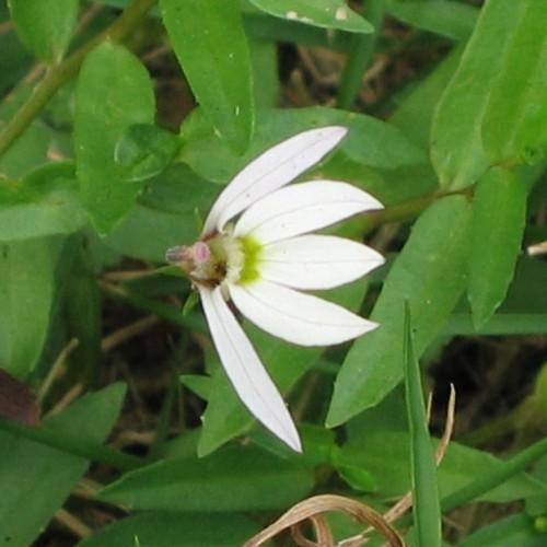 White flower with lime-green center, green leaves and stems