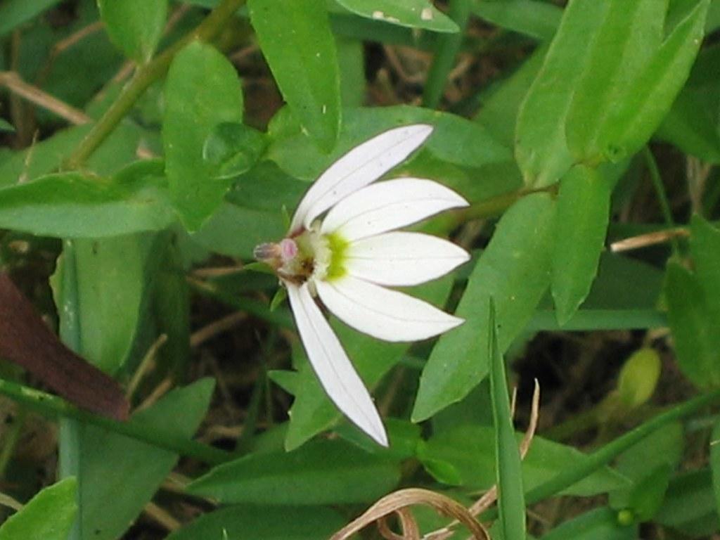 White flower with lime-green center, green leaves and stems